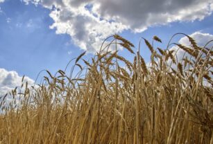 El campo ucraniano empieza la temporada de siembra con preocupación