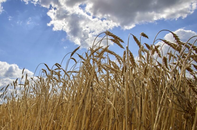 El campo ucraniano empieza la temporada de siembra con preocupación