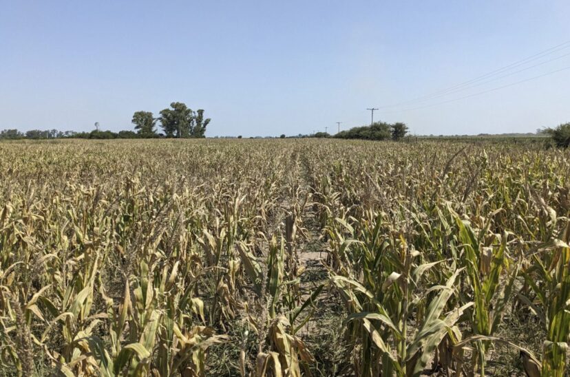 "La sequía es muy ingrata", lamentan los productores agropecuarios argentinos