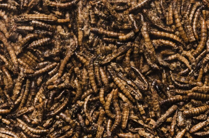 granja-de-insectos-gusanos