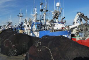 Ecologistas piden a países UE apoyar impuesto sobre combustible en la pesca