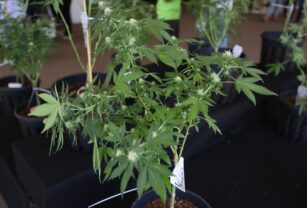 El Supremo de Canadá prohíbe el cultivo doméstico de cánnabis en Quebec