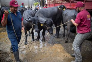 Exportar búfalo, el nuevo reto que asumen los productores de Venezuela