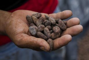 FAO subraya valor de las semillas para seguridad alimentaria de Latinoamérica