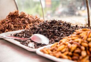 Insectos comestibles
