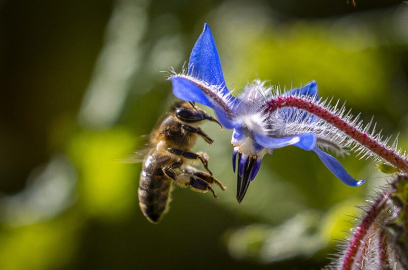 Los insectos polinizadores aparecieron hace al menos 163 millones de años