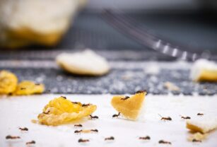 plagas-de-hormigas-en-alimentos