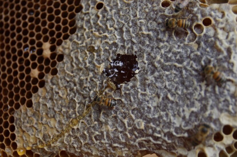 Apicultores colombianos cuidan a sus abejas de efectos del cambio climático