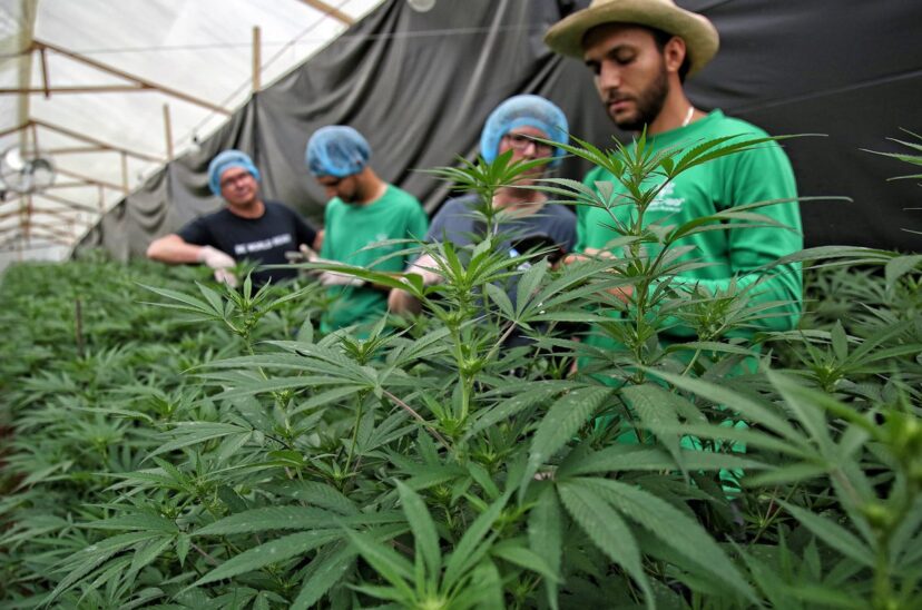 Cannabis medicinal, una industria que quiere crecer en las montañas de Colombia
