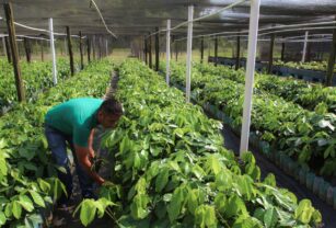 La producción agropecuaria en Brasil generará ingresos un 4,7 % superiores en 2023