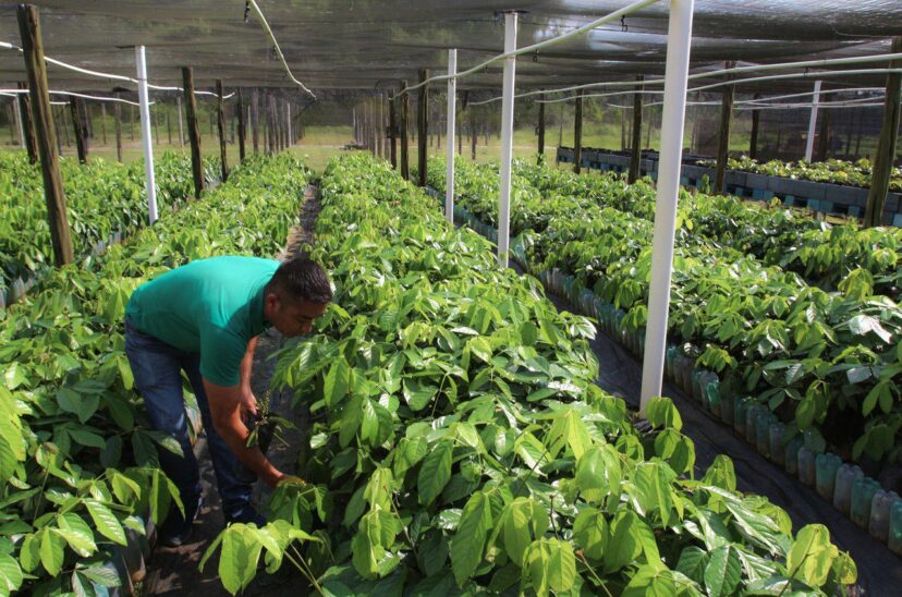 La producción agropecuaria en Brasil generará ingresos un 4,7 % superiores en 2023