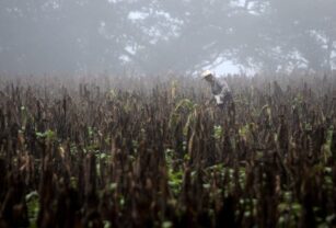 Las temperaturas mundiales pueden llegar a niveles sin precedentes en los próximos 5 años