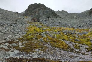 Los musgos desempeñan un papel esencial en la conservación de los suelos