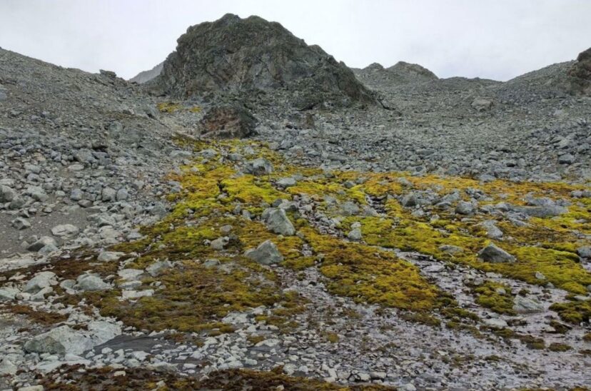 Los musgos desempeñan un papel esencial en la conservación de los suelos