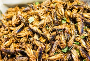 Postre de grillos y carne de yaca Singapur se lanza a la comida sostenible