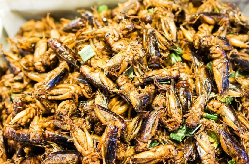 Postre de grillos y carne de yaca Singapur se lanza a la comida sostenible