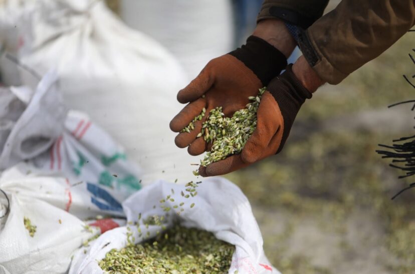 Rumanía recibe 30 millones de CE para compensar pérdidas por cereal ucraniano