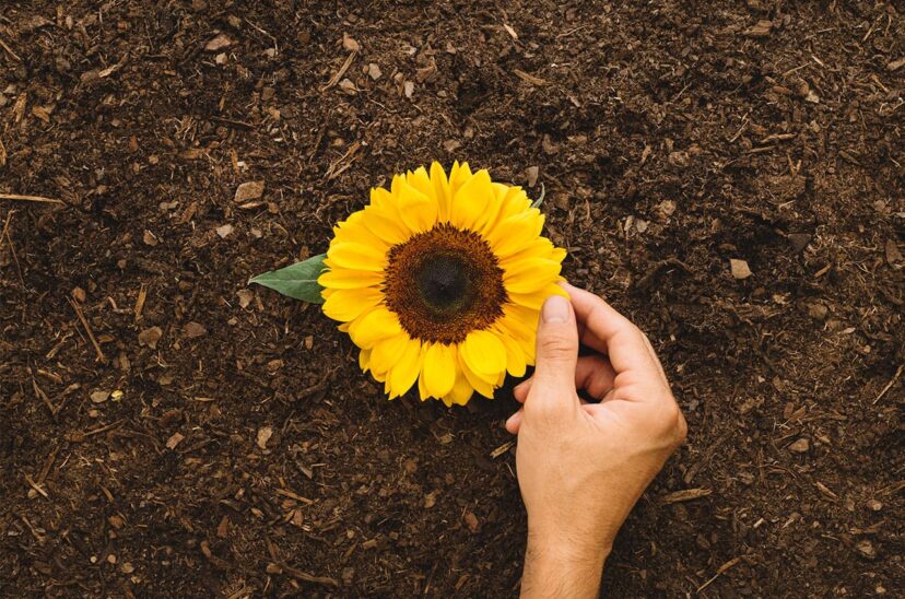 girasol