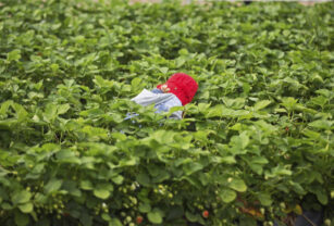 La campaña de una ONG alemana contra las fresas españolas no alcanza aún su objetivo en firmas