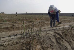 La producción de Perú bajó un 0,24 % de enero a abril últimos