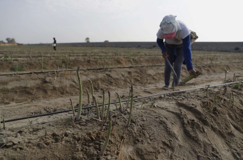 La producción de Perú bajó un 0,24 % de enero a abril últimos