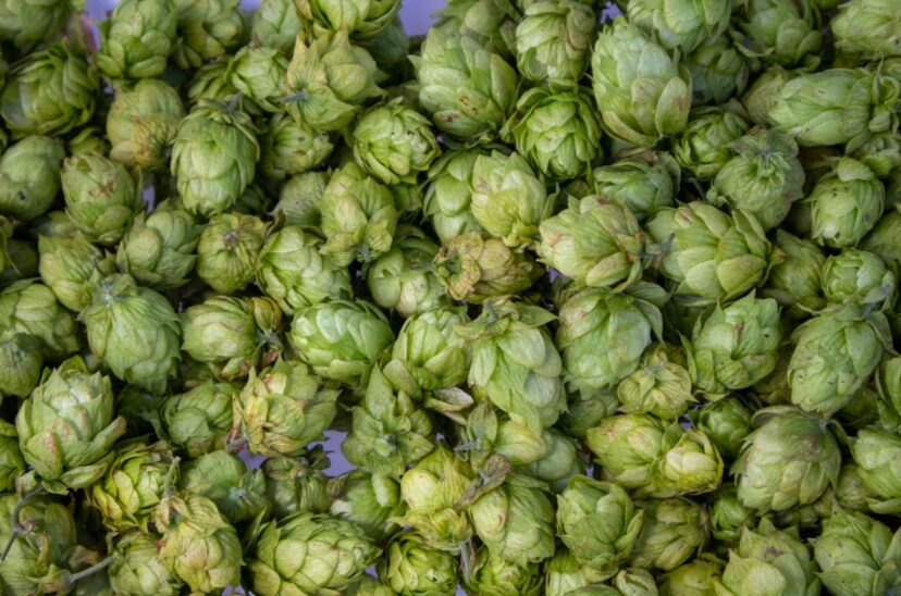 Lúpulo cultivado en Florida abre grandes oportunidades a la cerveza artesanal