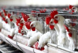 México investiga la muerte de cientos de aves en el Pacífico por posible gripe aviar