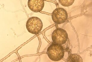 Un estudio calcula que los hongos capturan un tercio de las emisiones globales de CO2