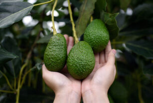 aguacate