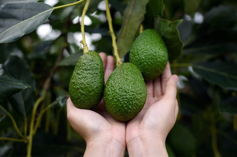 aguacate