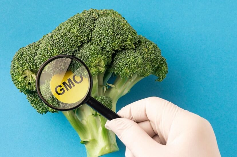 alimentacion