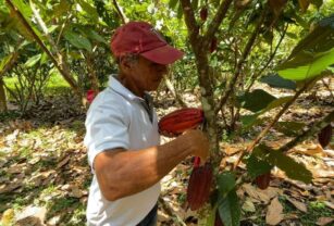 cacao