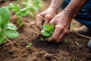 Agricultura sostenible