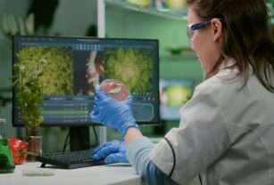 Cultivan proteína de cerdo en soja rosada con agricultura molecular