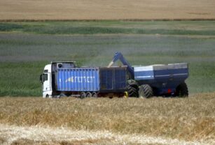 exportación grano