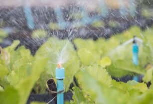escasez de agua
