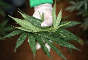 cannabis
