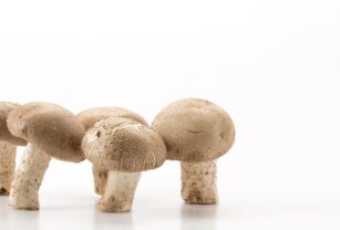 hongos