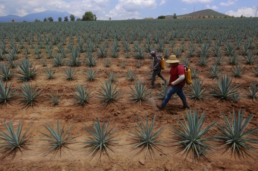 producción de tequila