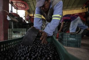 açaí