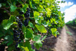cosecha de vino
