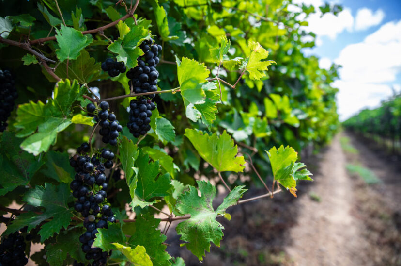 cosecha de vino