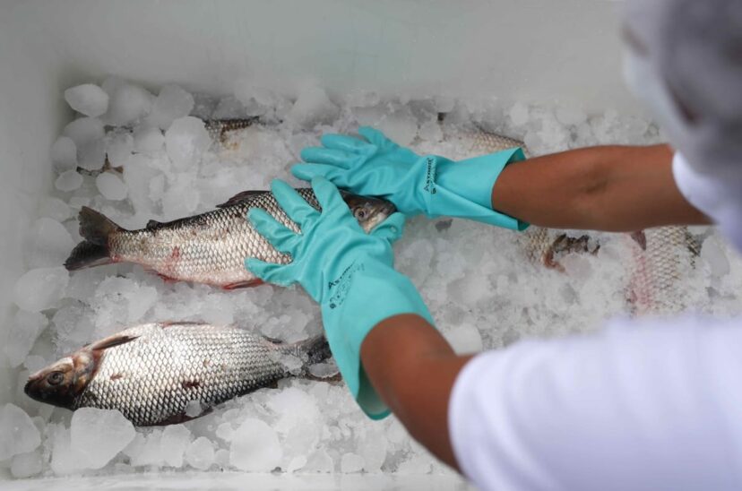 pesca en peru