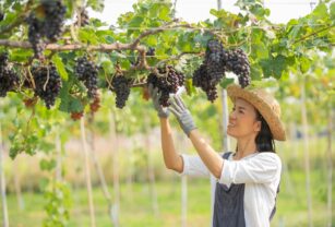 actividades-del-vino