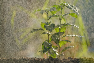 agricultura