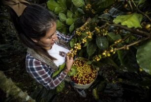 el-café-ante-el-cambio-climático