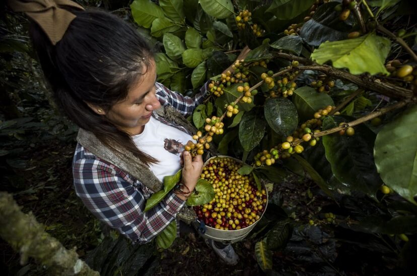 el-café-ante-el-cambio-climático