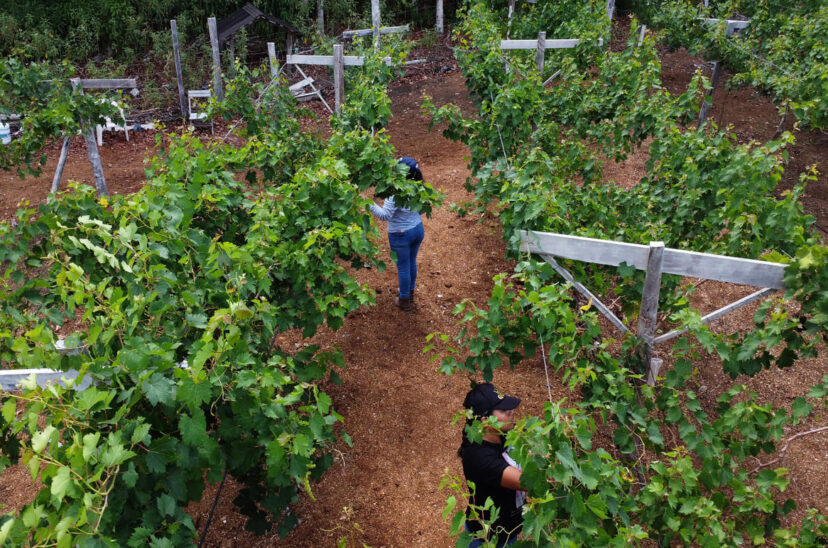 vino