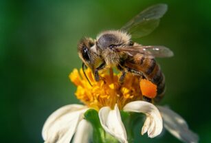 abeja-flor-manzanilla