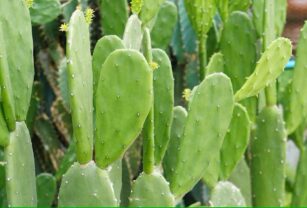 Nopal